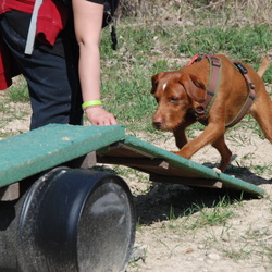 Hundeschule Vier Pfotenspass